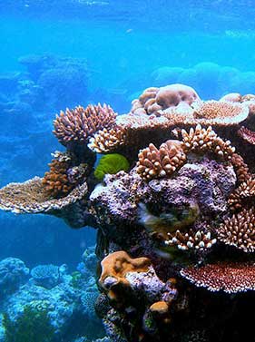 Barrière de corail
